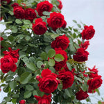 Red Rose Live Plant, 6 Months Old Starter, Fragrant Red Climbing Roses for Planting Outdoor, No Pot