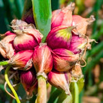 3 Trees Onion Egyptian Walking Onion Live Plants for Planting Outdoors, Rare Fresh Heirloom Allium Winter Onions Vegetable