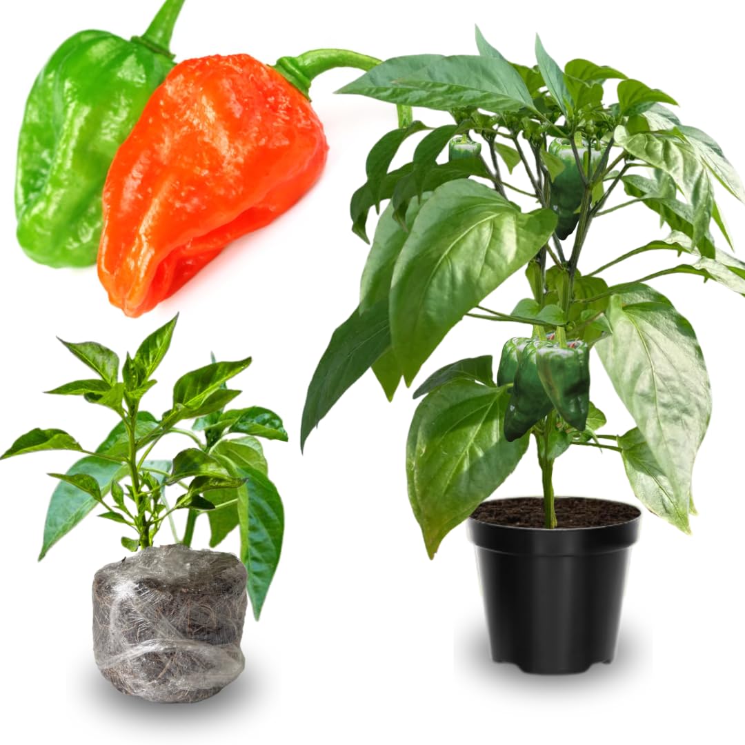 Set 6 Hot Pepper Live Plants, 90 Days Old Live Pepper Chili Plant for Spring Planting (Bhut Jolokia Hot)