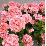 Salmon Geranium Live Plant 4'' Pot, Flowering Geranium Well Rooted 3-6'' Tall, Outdoor Patio, Balcony or Container Garden Plants, 2 Plants per Pot
