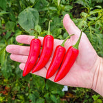 Serrano Pepper Plants Live for Planting, in 4" Pot, Hot Chili Pepper for Indoor and Outdoor Growing