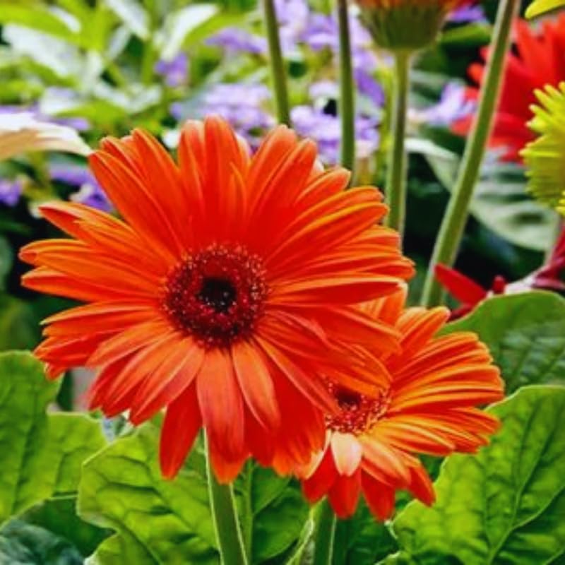 2 Orange Gerbera Daisy Plants Live, 3 to 5 Inc Tall, Gerbera Daisies Live Plants, Daisy Plant, Daisies Flowers Live Plants, Daisy Plant Pot