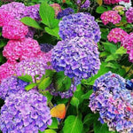 Reblooming Hydrangea Flowers, Hardy Hydrangea Plant Live Bush Shrub, 5-8" Tall Well-Rooted for Garden, Change Colors (Purple Blue Pink)