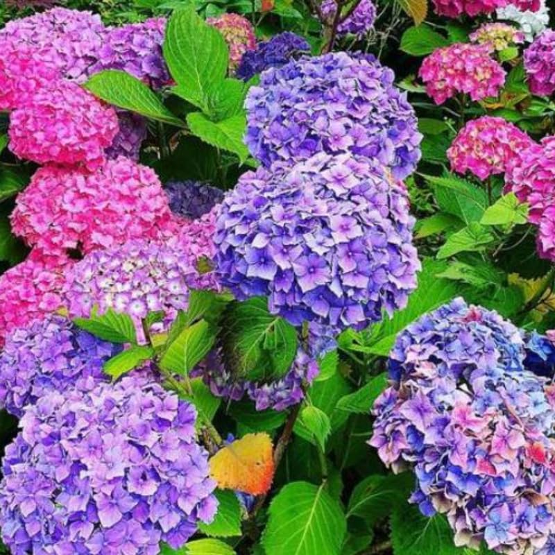 Reblooming Hydrangea Flowers, Hardy Hydrangea Plant Live Bush Shrub, 5-8" Tall Well-Rooted for Garden, Change Colors (Purple Blue Pink)