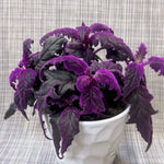Purple Passion Velvet Plants Live, 4-7 Inc Tall, Gynura Aurantiaca Houseplant, Vibrant Purple Velvet Foliage for Indoor Decor