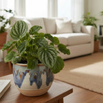 Rare Peperomia Plant Live, Silver Green Peperomia Live Plant for Indoor Growing, Easy Care Houseplant, 3 to 5 Inches Tall