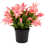 Yellow Peachy Christmas Cactus, True Thanksgiving Cactus Live Plant in 4'' Pot, Holiday Christmas Cactus for Planting