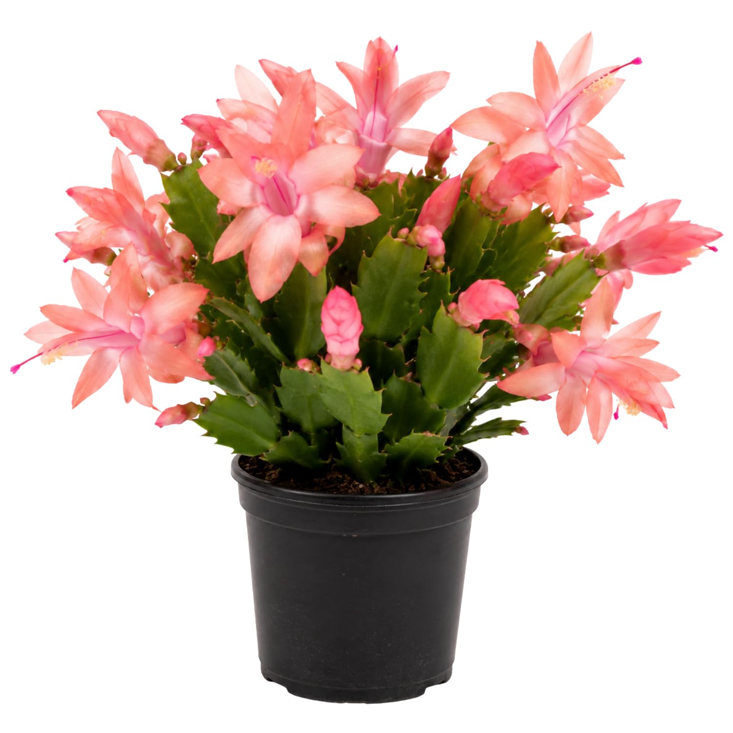 Yellow Peachy Christmas Cactus, True Thanksgiving Cactus Live Plant in 4'' Pot, Holiday Christmas Cactus for Planting