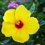 Hardy Hibiscus Plant Live, Yellow Hibiscus Tree Live Plant, 5 to 7 Inches Tall Live Plant, Perennial Hibiscus Flower Planting Outdoor Inside, Yellow Flower