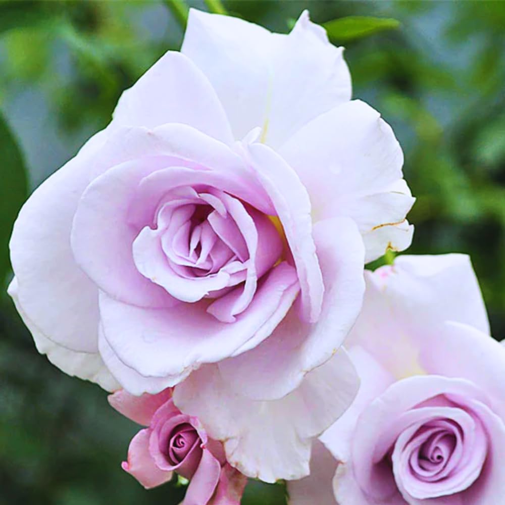 Rose Plant Live, Roses Bush for Outdoor Garden, 5-10 Inch Tall, Ornamental Flowering Shrub with Fragrant Blooms, Ready to Plant (Purple Rose)