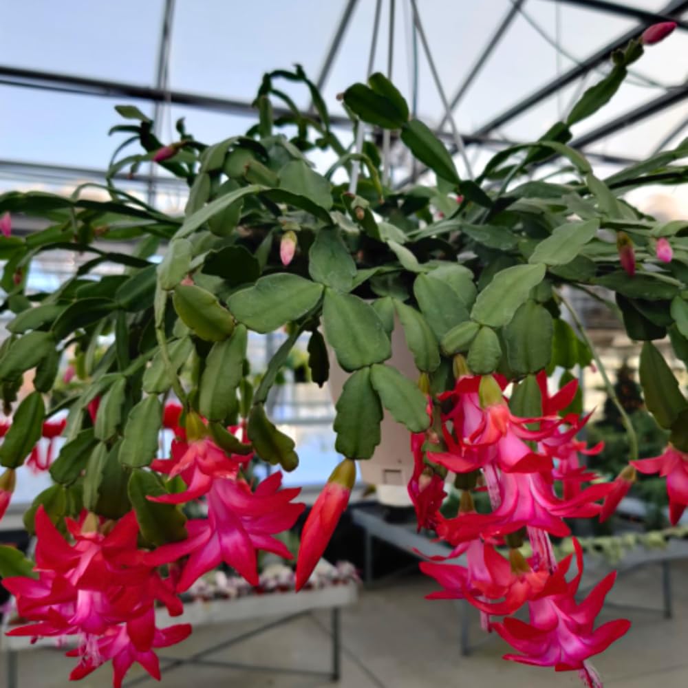 Christmas Cactus Plant, Thanksgiving Cactus in 4” Pot, Colorful Holiday Blooms, Indoor Gardens Growing (True Christmas Cactus)