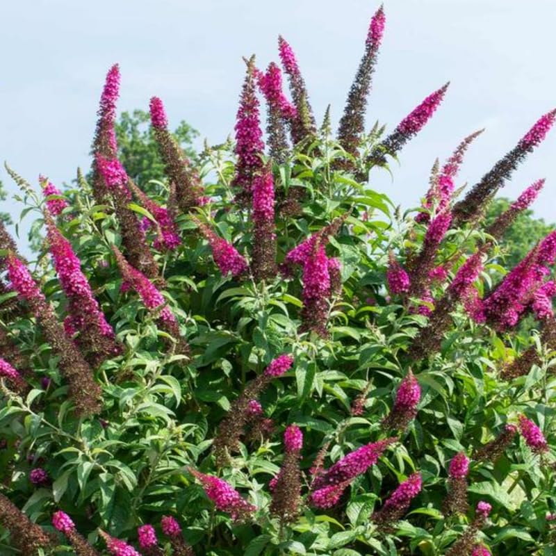 AVERAR 6 Months Old Raspberry Butterfly Bush Live Plant, Butterfly Bushes Ready to Plant Outdoor, Buddleia Plant Bush Shrub 5-7 Inches Tall, No Pot