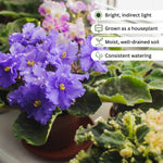 African Violets Live Plant, Assorted African Violet Plant, 3-5 Inches Tall, Vibrant Blooms, Easy Care Indoor Flowering Plants for Home and Office Decoration, Random Color