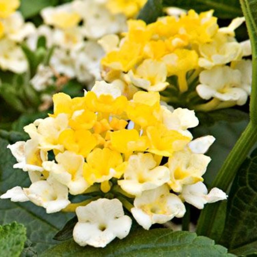 Pack 4 Lantana Plants Live for Planting Indoor Outdoor, 4-8" Tall, Fragrant Lantana Live Plant, Trailing Lantana Flowers Perennial, No Pot (White Yellow Lantana)