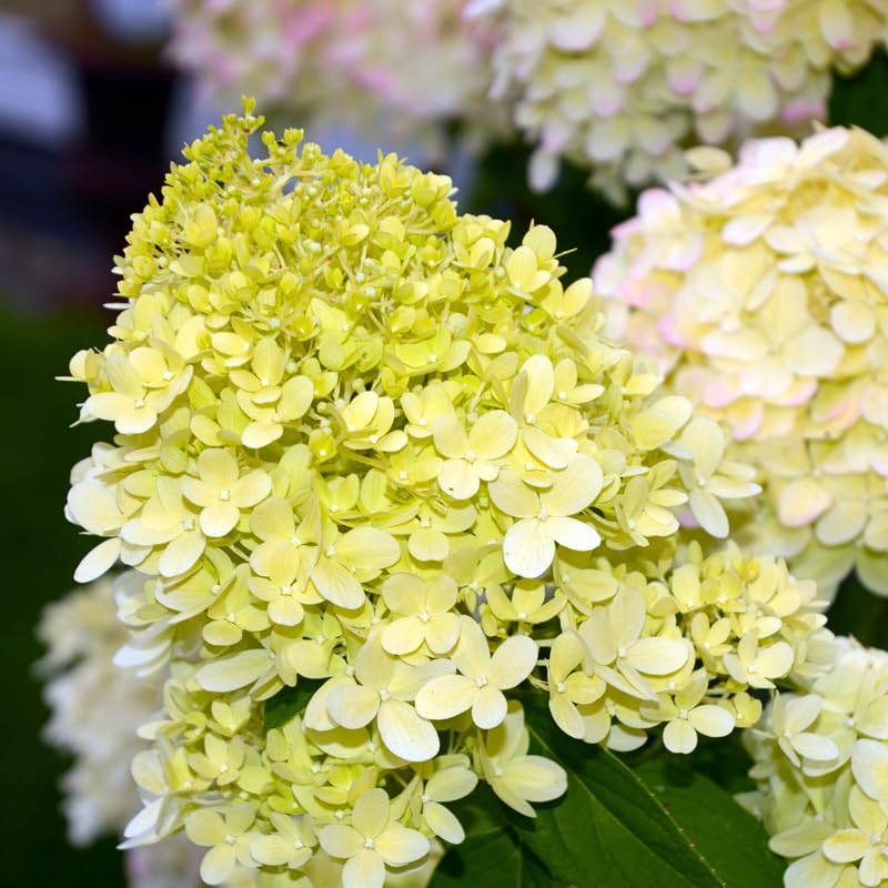 Hydrangea Bushes Live Plant in 2.5'' Pot, Well Rooted Vibrant Hydrangea Tree Shrub 4-7 Inches for Planting