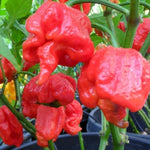 Set 4 Assorted Pepper Live Plants, 90 Days Old Super Pepper Live Plant for Summer Planting (Carolina Reaper Pepper)