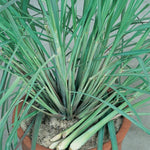 2 Grass Ornamental Grasses Seedlings, Live Grass Perennial Hardy Ornamental Plants, Outdoor Planting, 5-9" Tall (Lemon Grass)