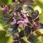 4 Live Basil Plants, African Blue Basil Plant Live, Basil Live Plant, 3 to 6 Inches Tall, Basil Herb Plant, African Basil Plant, Basil Plant for Indoor Outdoor