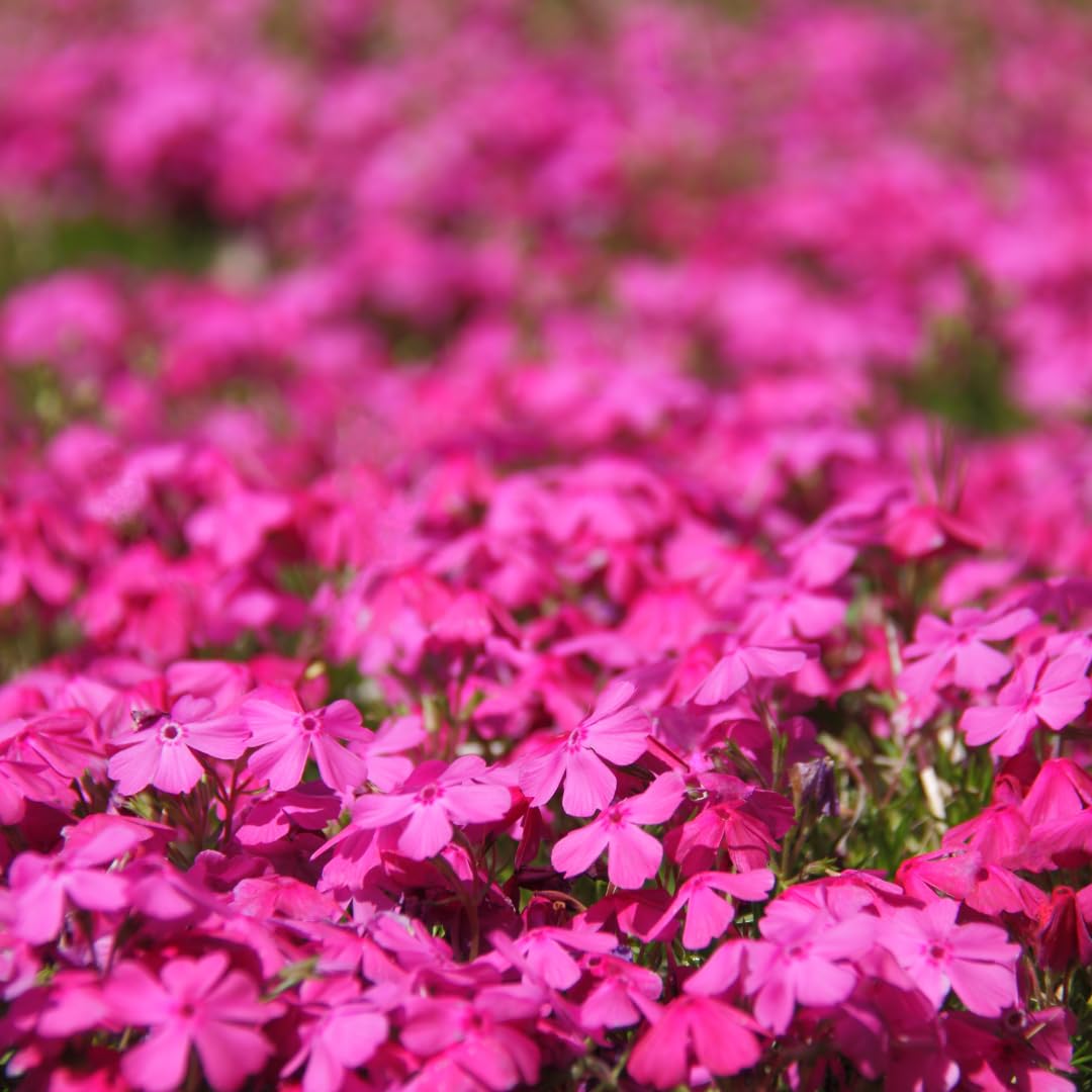 2 Red Creeping Phlox Live Plants, Starter Cherry Phlox Flower Plug Size Planting, Creeping Grow Cover