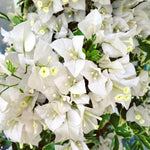 Combo 2 Bougainvillea Plants Live Trees, Outdoor Bougainvillea Plant for Trailing Flowering Vines or Bush Tree, 5-10” Tall, Well-Rooted Bougainvillea White