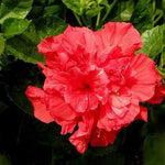 2 Double Red Hibiscus Tree Live Plant, Hardy Hibiscus Plants Live, 4 to 7 Inches, Hibiscus Shrub Tree for Garden