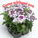 Sets 4 Perennial Verbena Live Plants Ground Cover or Trailing 1-4" Plugs Size, Random Bloom, Outdoor Planting Spring