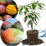 Keitt Mango Tree Live Plant Grafted, 14 to 18 Inches Tall in Pot, Ready to Bear Fruit in 1 Year, Sweet Mango Tree for Planting
