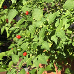 Chiltepin Plants, 6-8" Tall Chiltepin Pepper Plants in 4 Inch Pot, Red Peppers Seedlings for Planting Garden Outdoor