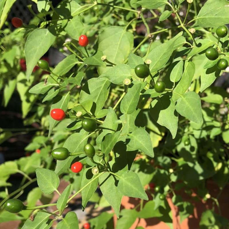 Red Chiltepin Pepper Plants Live for Planting, 6 to 8 Inch Tall Pepper Plants in Pot, Hot Peppers