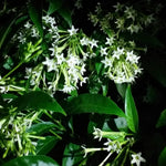2 Night Blooming Jasmine Live Plants, Fragrant Flowering Shrubs, 4-6" Tall