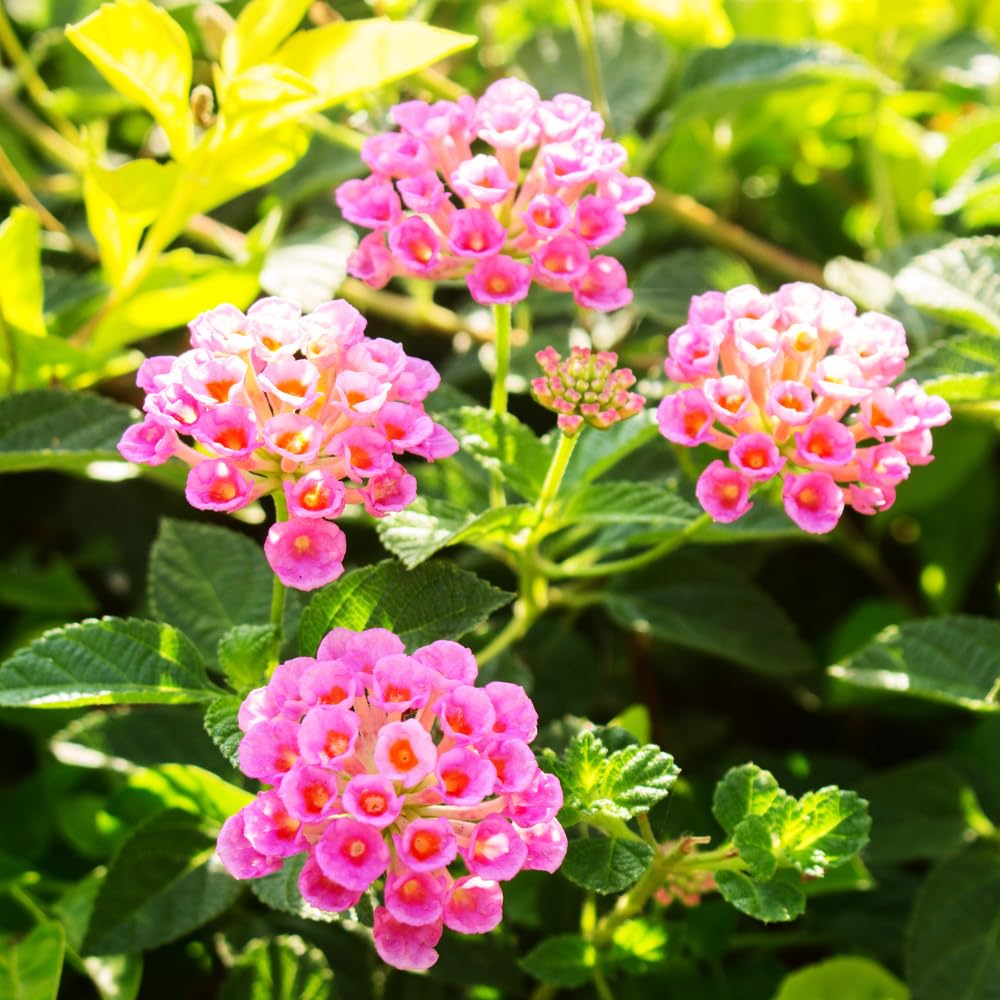 Pack 2 Lantana Live Plants for Planting, Hardy Perennial Lantana Bushes Well Rooted 4-7 Inches, Assorted Blooms (Pink Flowers)