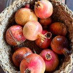 Hardy Pomegranate Tree Live Plant, 5 to 7 Inc Tall Well Rooted, Red Pomegranate Bush Plant for Growing