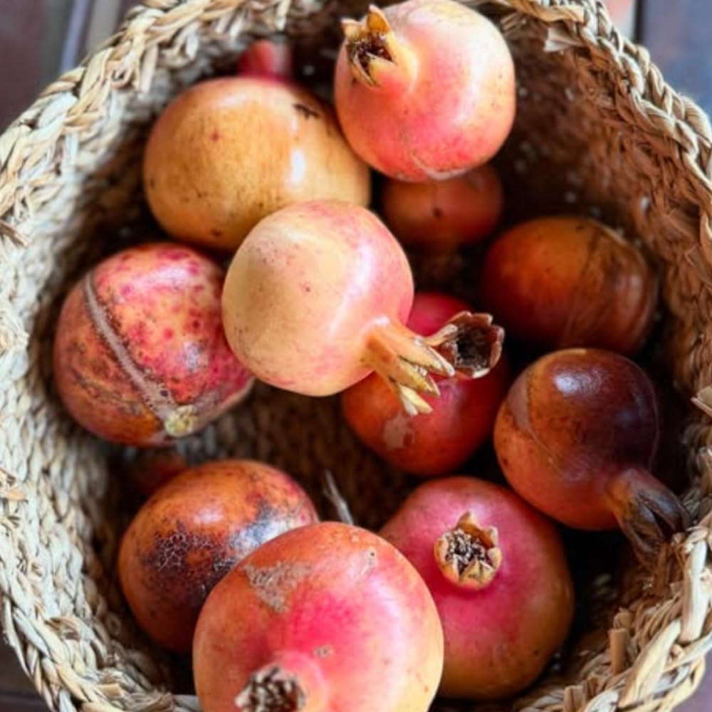 Hardy Pomegranate Tree Live Plant, 5 to 7 Inc Tall Well Rooted, Red Pomegranate Bush Plant for Growing