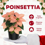 2 Poinsettia Plants Live, Pink Poinsettia Flowers Christmas Decorations, Holiday Houseplant, Poinsettias Trees Plants, No Pot, 5-9" Tall