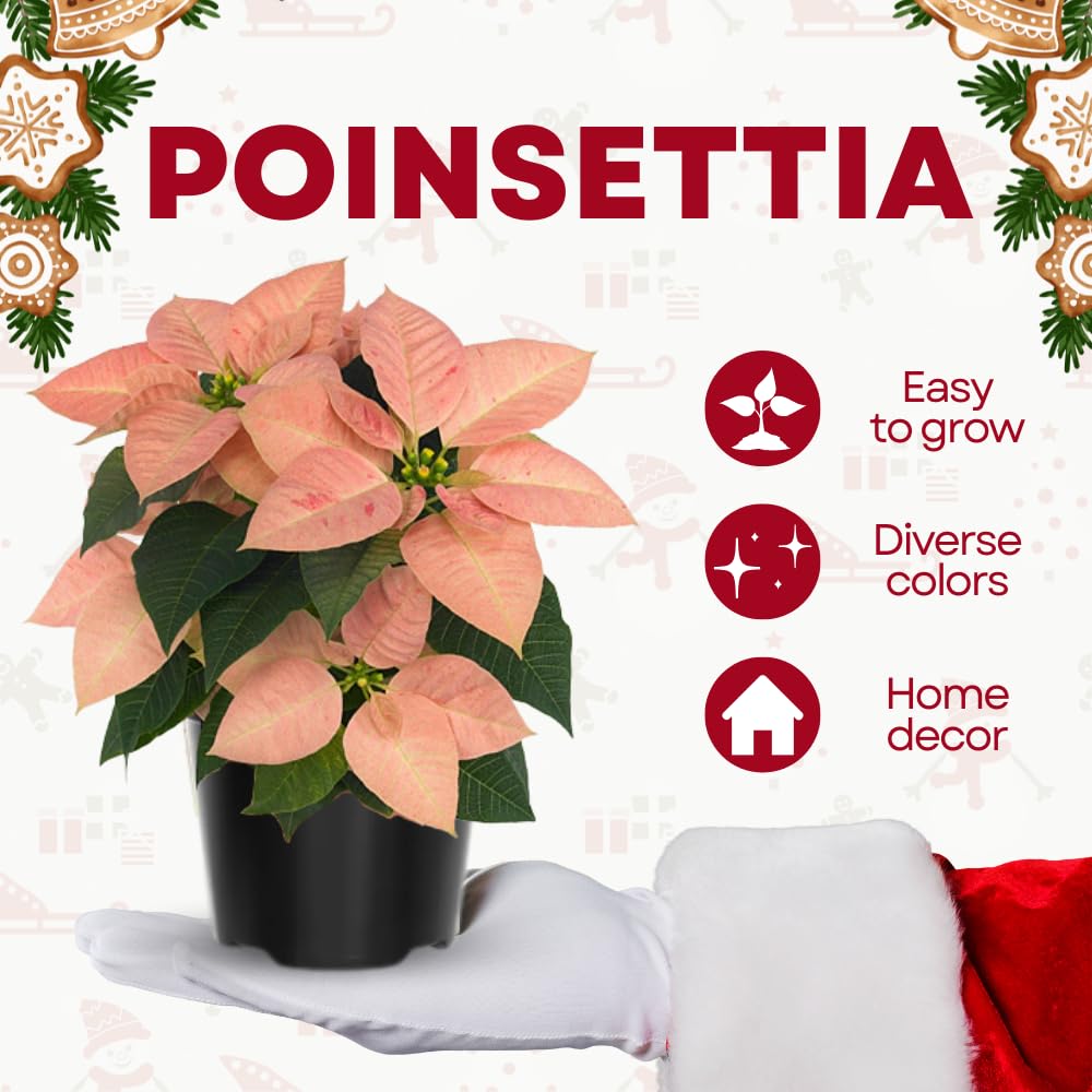 2 Poinsettia Plants Live, Pink Poinsettia Flowers Christmas Decorations, Holiday Houseplant, Poinsettias Trees Plants, No Pot, 5-9" Tall