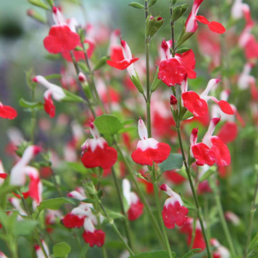 2 Vibrant Sage Salvia Live Plants, Fragrant Perennial Sage Plants Live for Spring Planting, Summer Planting, 5 to 10 Inches in Tall, (Hot Lips)