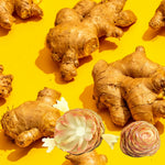 10 to 15 Shampoo Ginger Live Rhizomes Plant, 1 Lb Fresh Awapuhi Red Ginger Rhizomes Roots, Zerumbet Pinecone Zingiber Ginger Lily, Cold Hardy