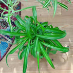 Green Curly Spider Plants Live, Spider Live Plant, Vine Houseplant Live, 4 Inches Pot