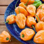 Set 2 Orange Habanero Chili Pepper Live Plants, 80 Days Old Super Hot Pepper Chili Plant for Year-Round Planting