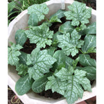 Luffa Live Plant in 4 Inch Pot, 4-6" Tall Live Gourd Loofah Plants, Annual Luffa Vine Vegetable Seedlings for Gardening Outdoor