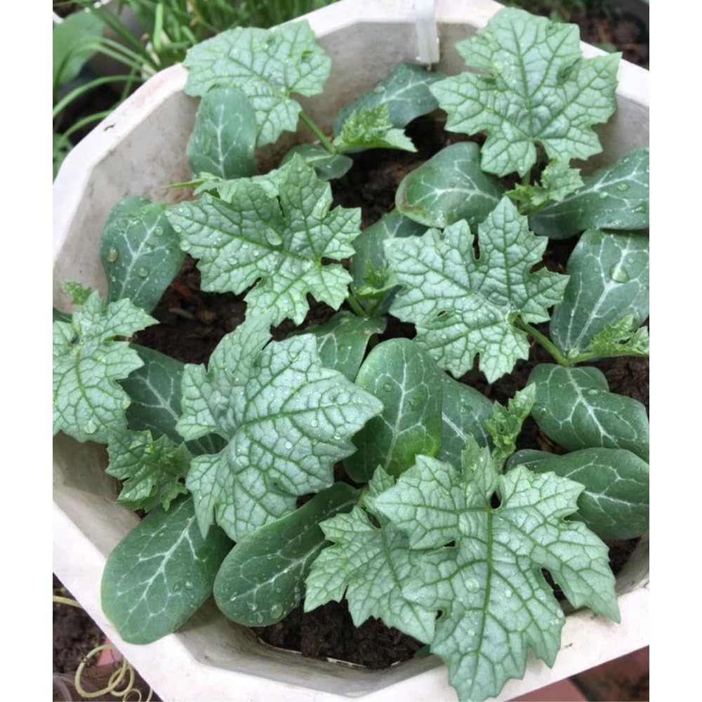 Luffa Live Plant in 4 Inch Pot, 4-6" Tall Live Gourd Loofah Plants, Annual Luffa Vine Vegetable Seedlings for Gardening Outdoor