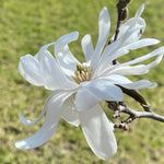 Magnolia Tree Live Plant 4-8 Inches, Pink Blooms Magnolia Bush, Fragrant Magnolia for Growing (Star Magnolia)