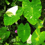 Colocasia Esculenta, Colocasia Live Plant, Elephant Ears Live Plant, Esculenta Taro Live Houseplant, 5-8 Inc Tall, No Pot (Rare Colocasia)
