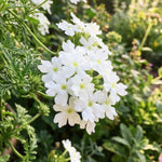 Verbena Plants Live, Verbena Plant from 4-8 Inches Tall, Long Blooming Outdoor Flower Plant for Garden Beds, Hanging Baskets and Containers (White)