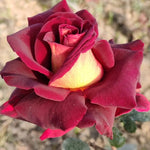 Climbing Rose Live Plant, 6 Months Old Starter, Fragrant Purple Climbing Roses for Planting Outdoor, No Pot (Dark Night)
