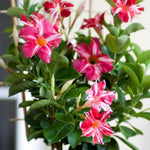 2 Mandevilla Live Plants, Flowering Mandevilla Plants, 5-9” Height, Mandevilla Trellis Vines for Outdoor Garden and Containers (Stripes Mandevilla)