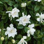 2 Gardenia Jasmine Plants Live, Climbing Jasmine Indoor Outdoor Live, Fragrant, 5-9" in Tall, No Pot, Hardy and Fast-Growing