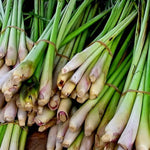 1 Pot Lemongrass Plants Live for Outdoor, 10 Inc Tall Lemon Grass Live Plants in Pot, Live Lemon Grass Plants