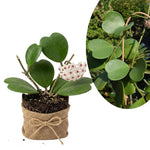 Kerii Hearts Hoya Live Plant 3-5 Inches Tall, Sweetheart Kerii Hoya Plant, Waxflower Vine Tropical Houseplant for Indoor Decor