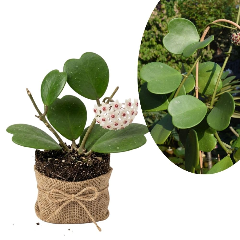 Kerii Hearts Hoya Live Plant 3-5 Inches Tall, Sweetheart Kerii Hoya Plant, Waxflower Vine Tropical Houseplant for Indoor Decor